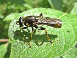 Image of Xylota sylvarum (Linnaeus 1758)