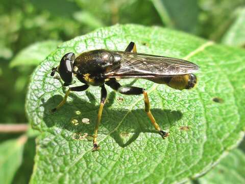 Image of Xylota sylvarum (Linnaeus 1758)