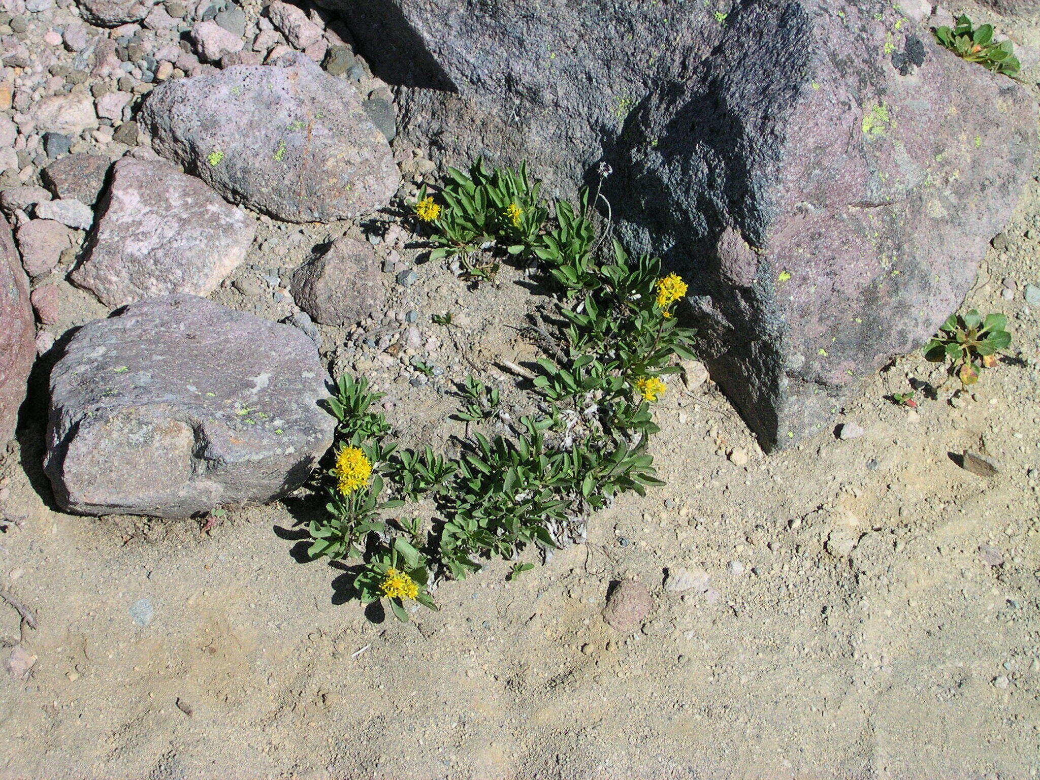 Image of Rocky Mountain goldenrod