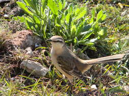 Image of Chalk-browed Mockingbird