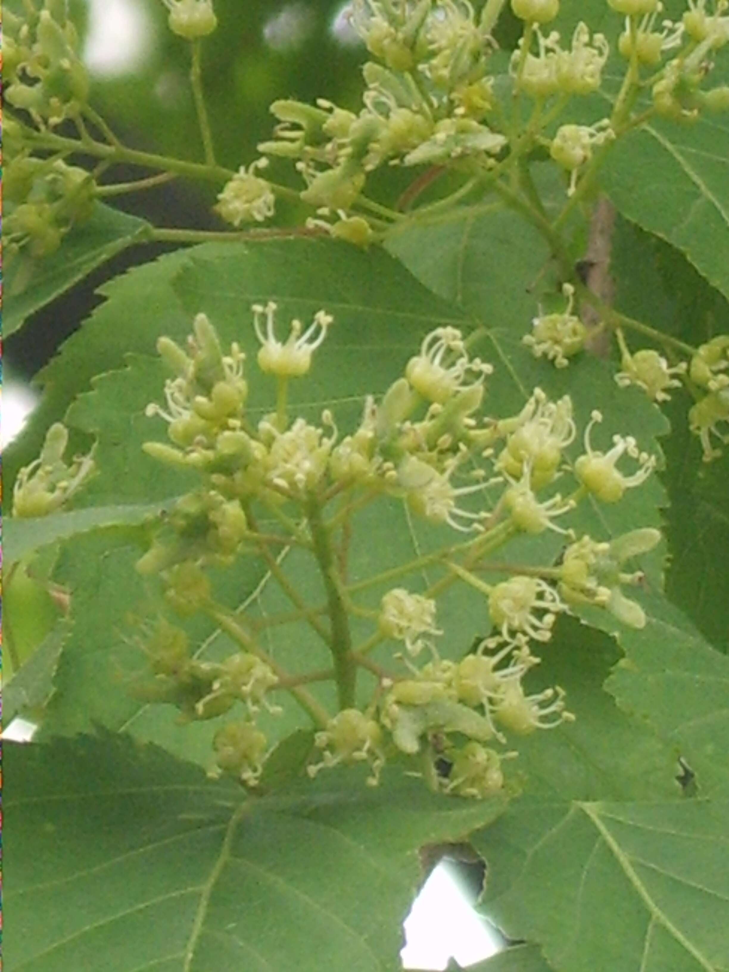 Image of Amur Maple