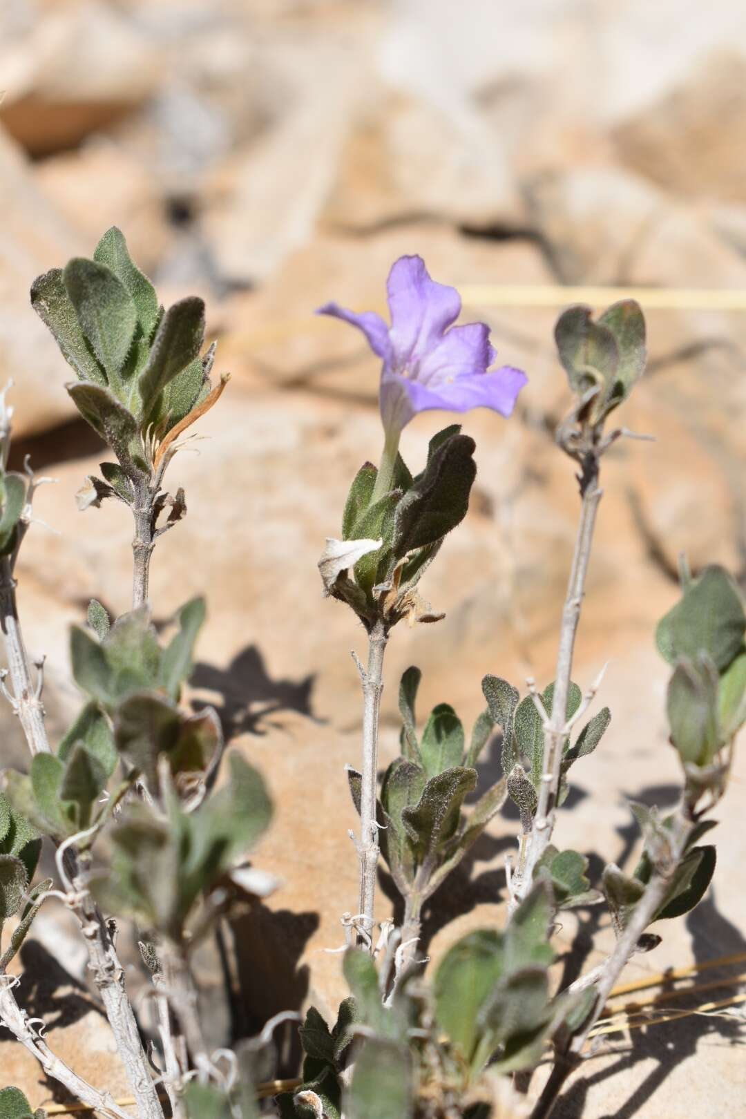 Image of Parry's wild petunia