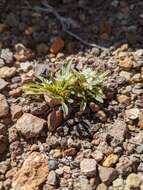 Eremothera nevadensis (Kellogg) W. L. Wagner & Hoch resmi