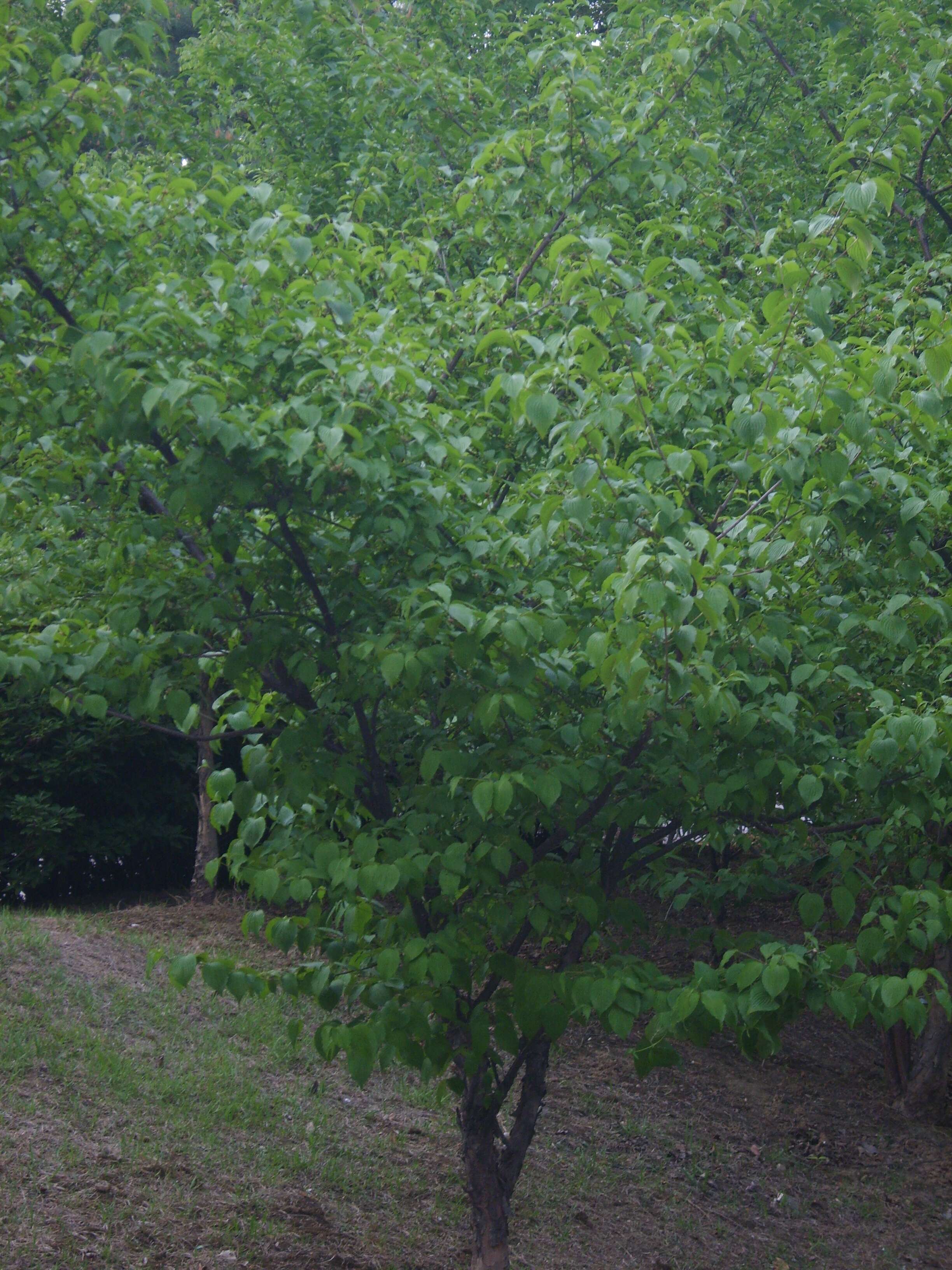 Plancia ëd Cornus officinalis Siebold & Zucc.