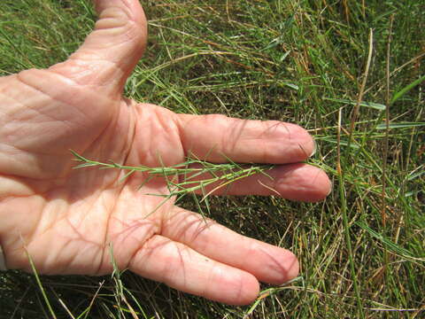 Imagem de Muhlenbergia utilis (Torr.) Hitchc.