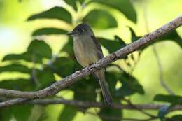 Image of Cuban Pewee