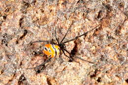 Plancia ëd Latrodectus curacaviensis (Müller 1776)