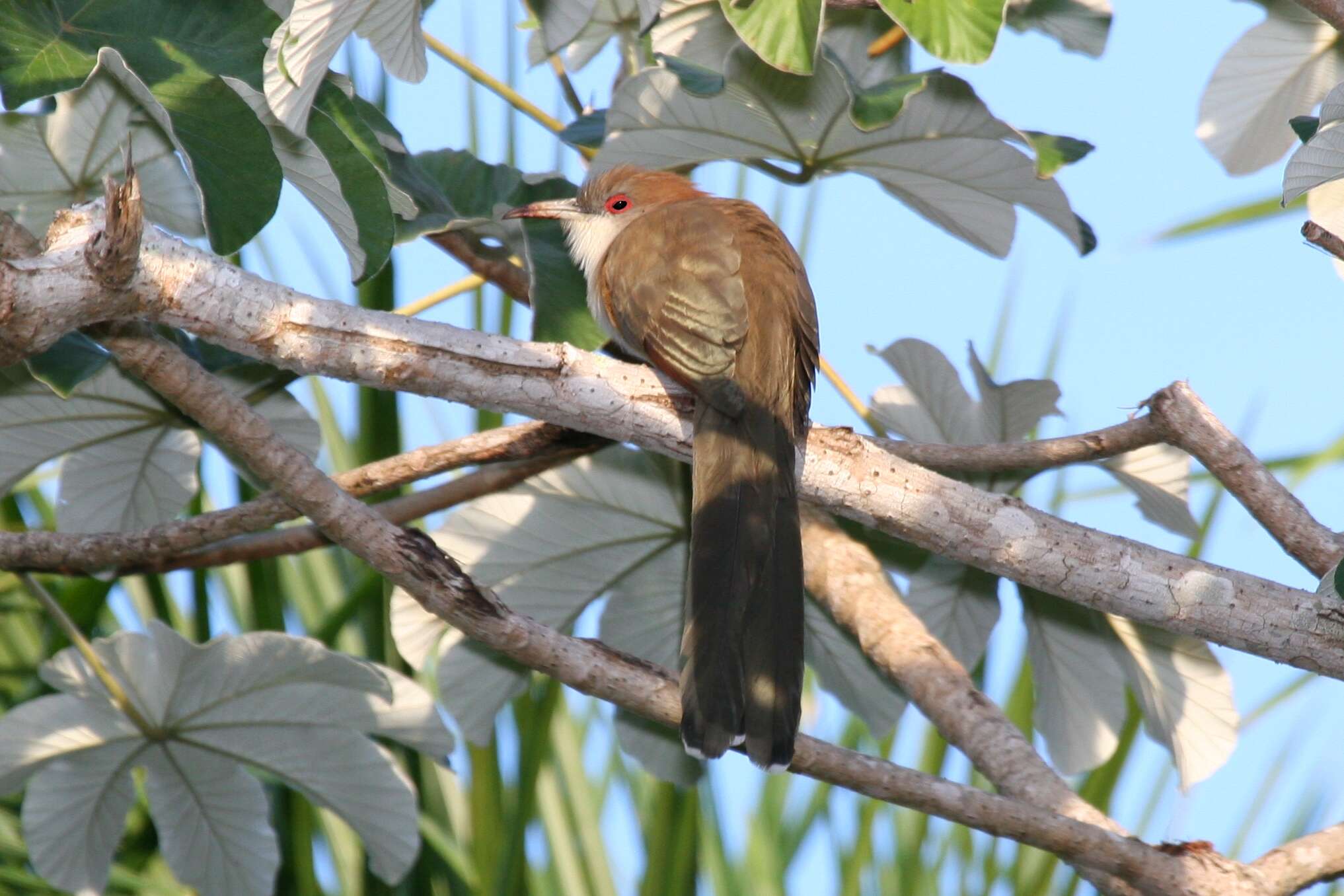 Image of Cuban Lizard-cuckoo