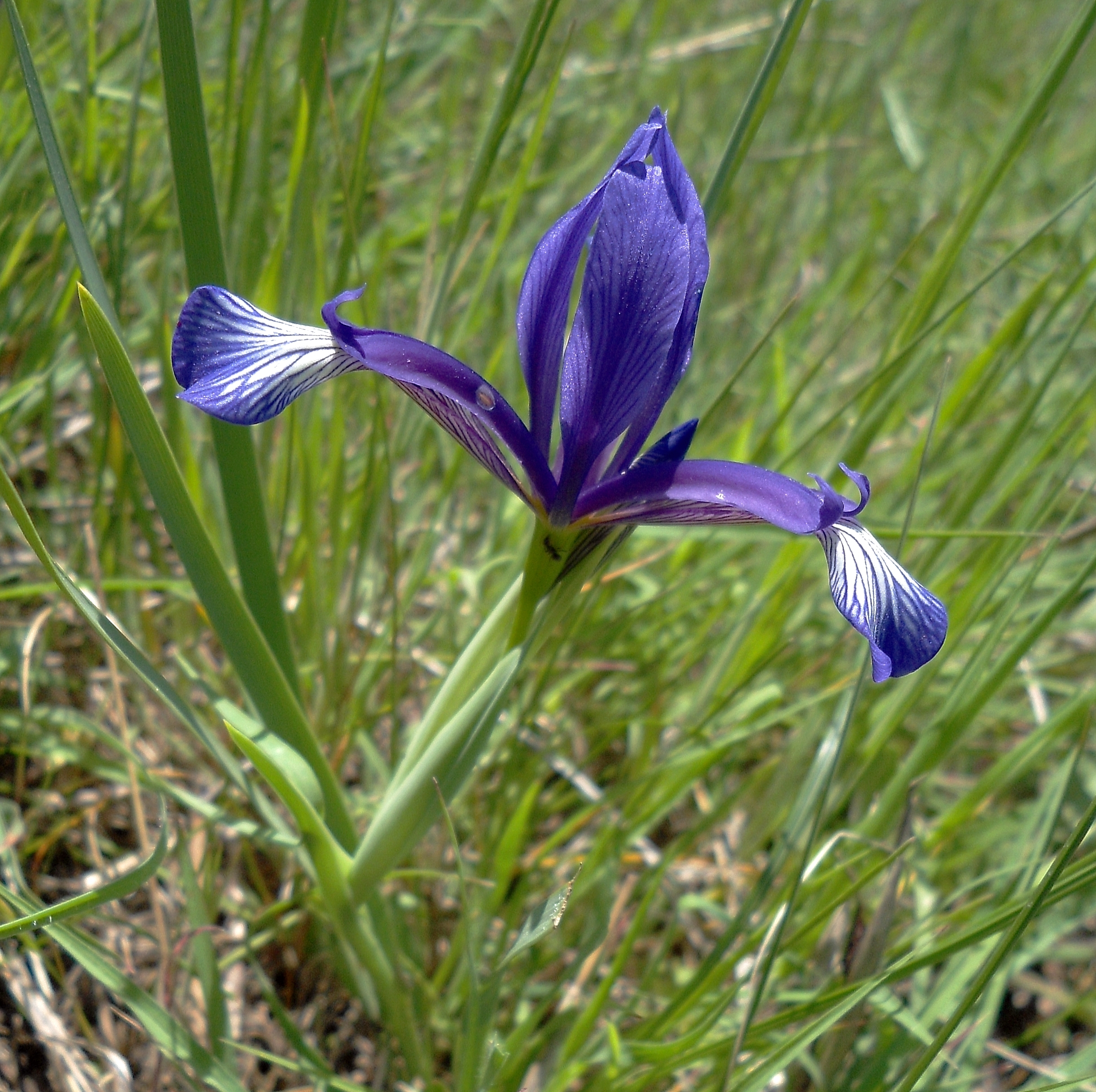 Iris sintenisii