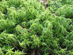 Sphagnum riparium Ångström 1864的圖片