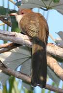 Image of Cuban Lizard-cuckoo