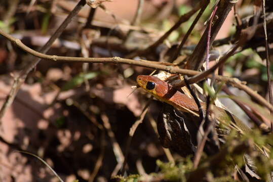 Image of Wynad Keelback