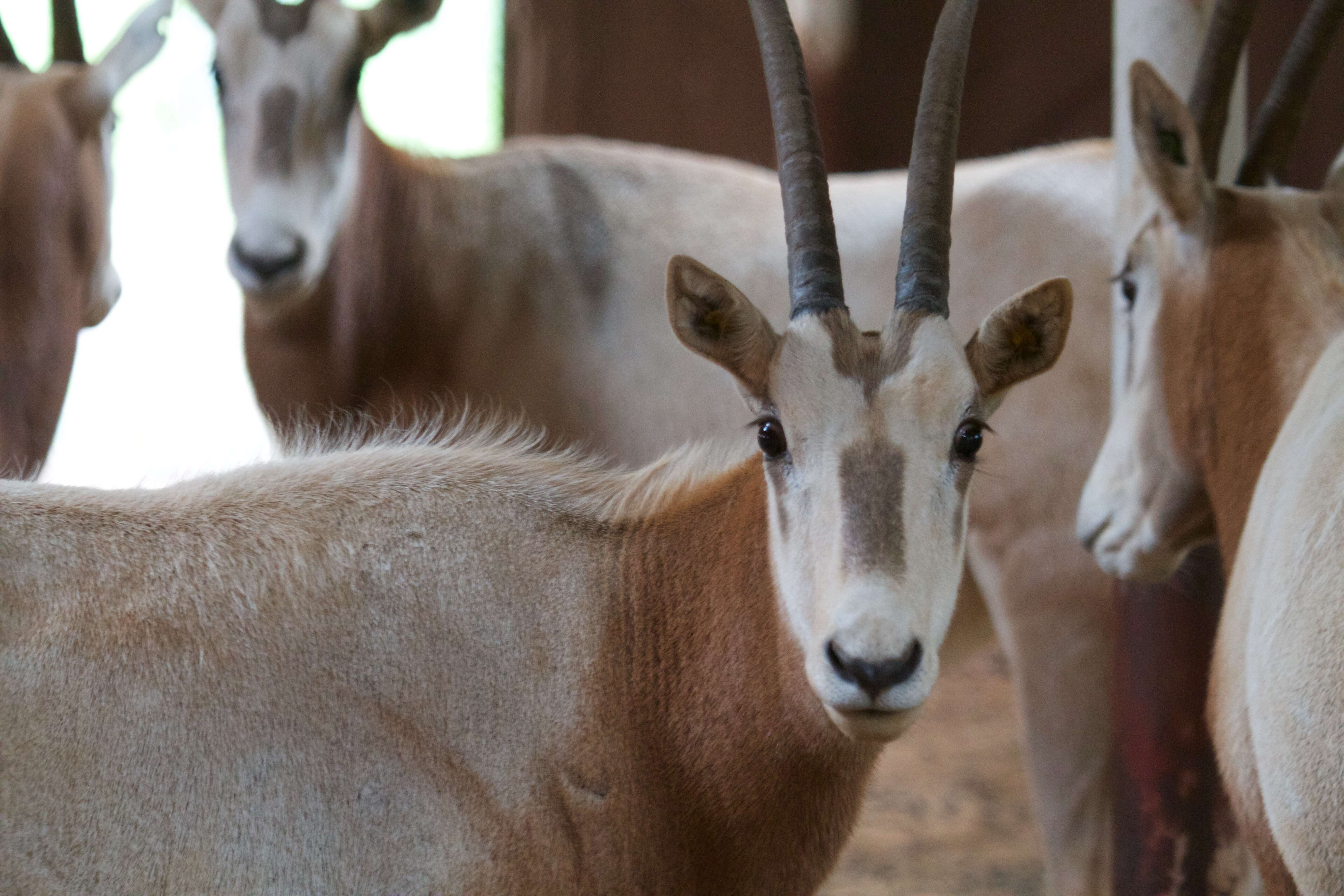 Image of Scimitar-horned Oryx