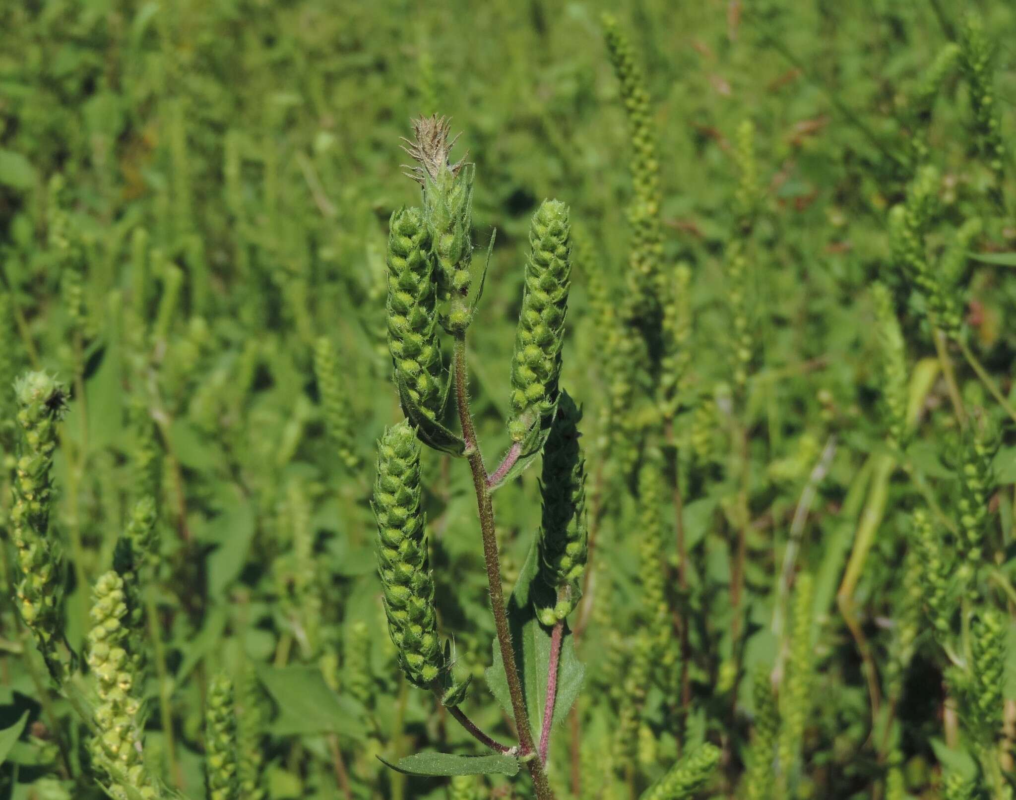 Image of annual marsh elder