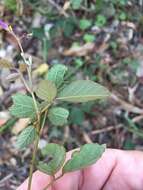 Image of Desmodium rhytidophyllum Benth.