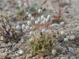 Image of White pygmy-poppy