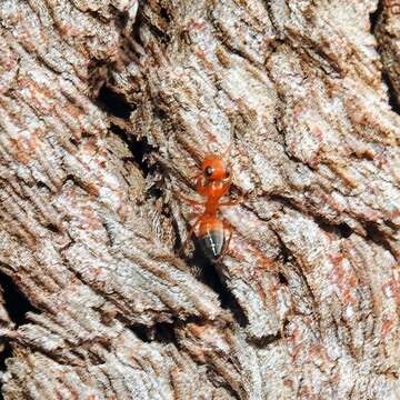 Image of Opisthopsis major Forel 1902