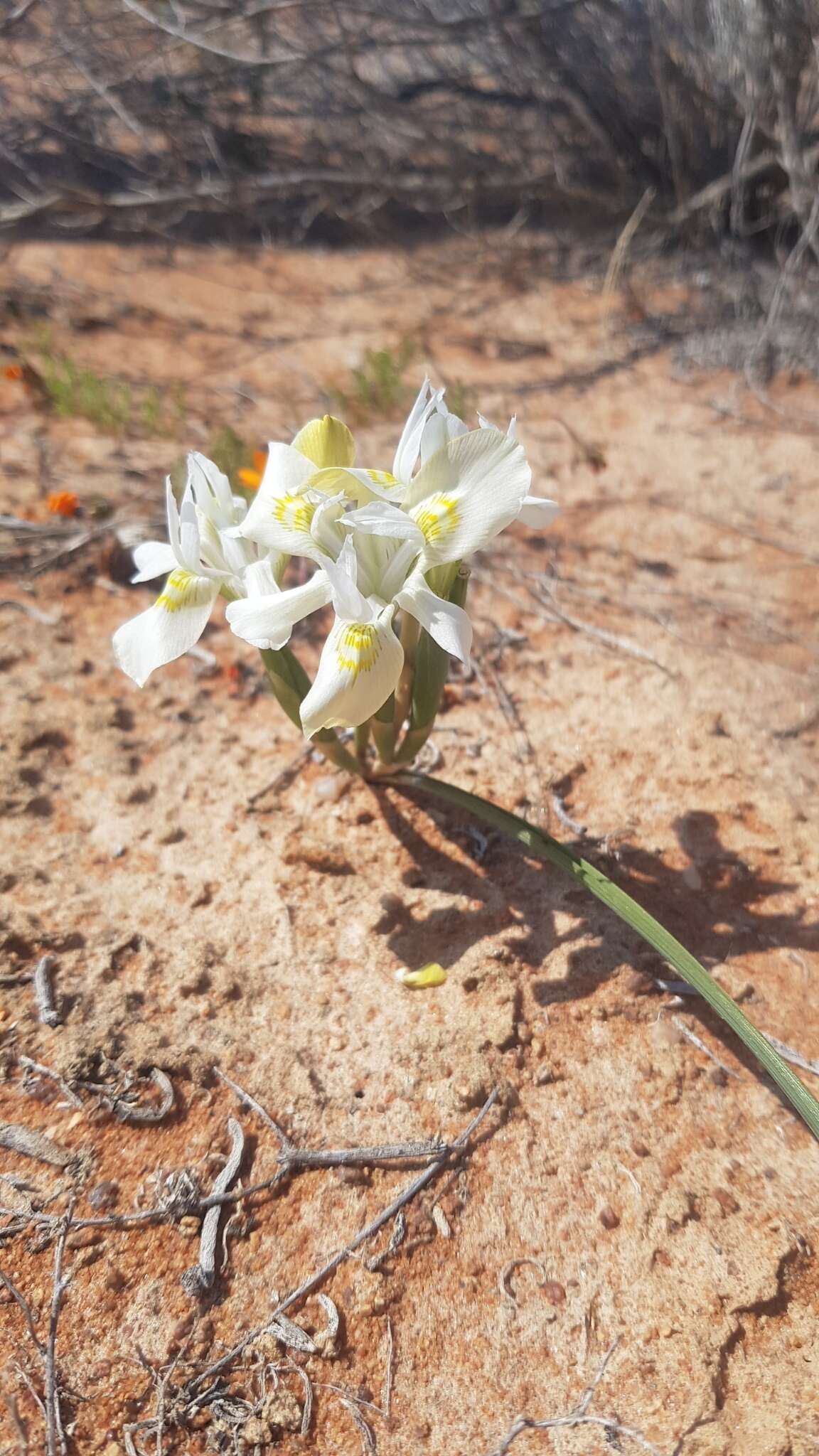 Image of Moraea fugax subsp. filicaulis (Baker) Goldblatt