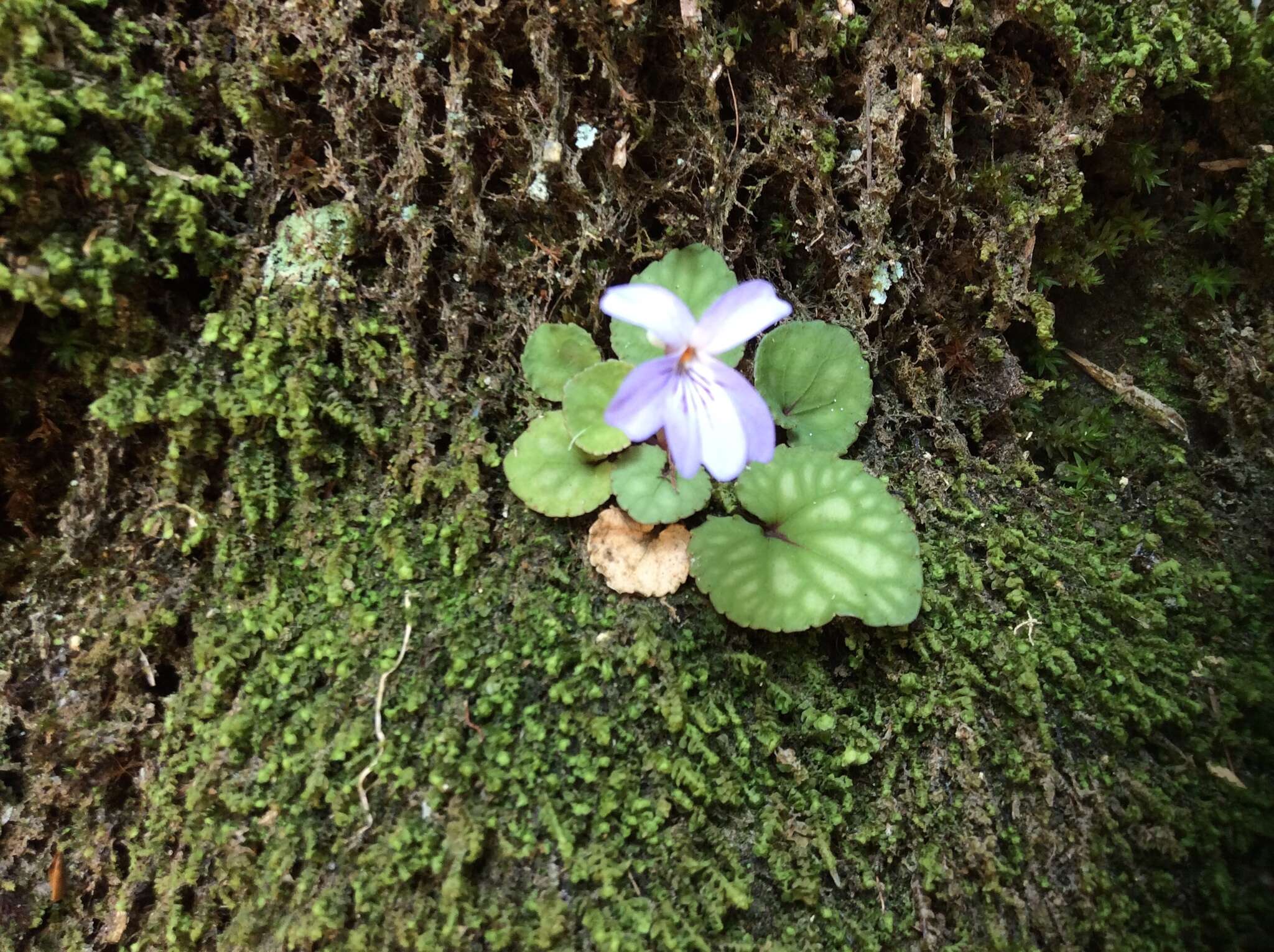 Imagem de Viola formosana Hayata