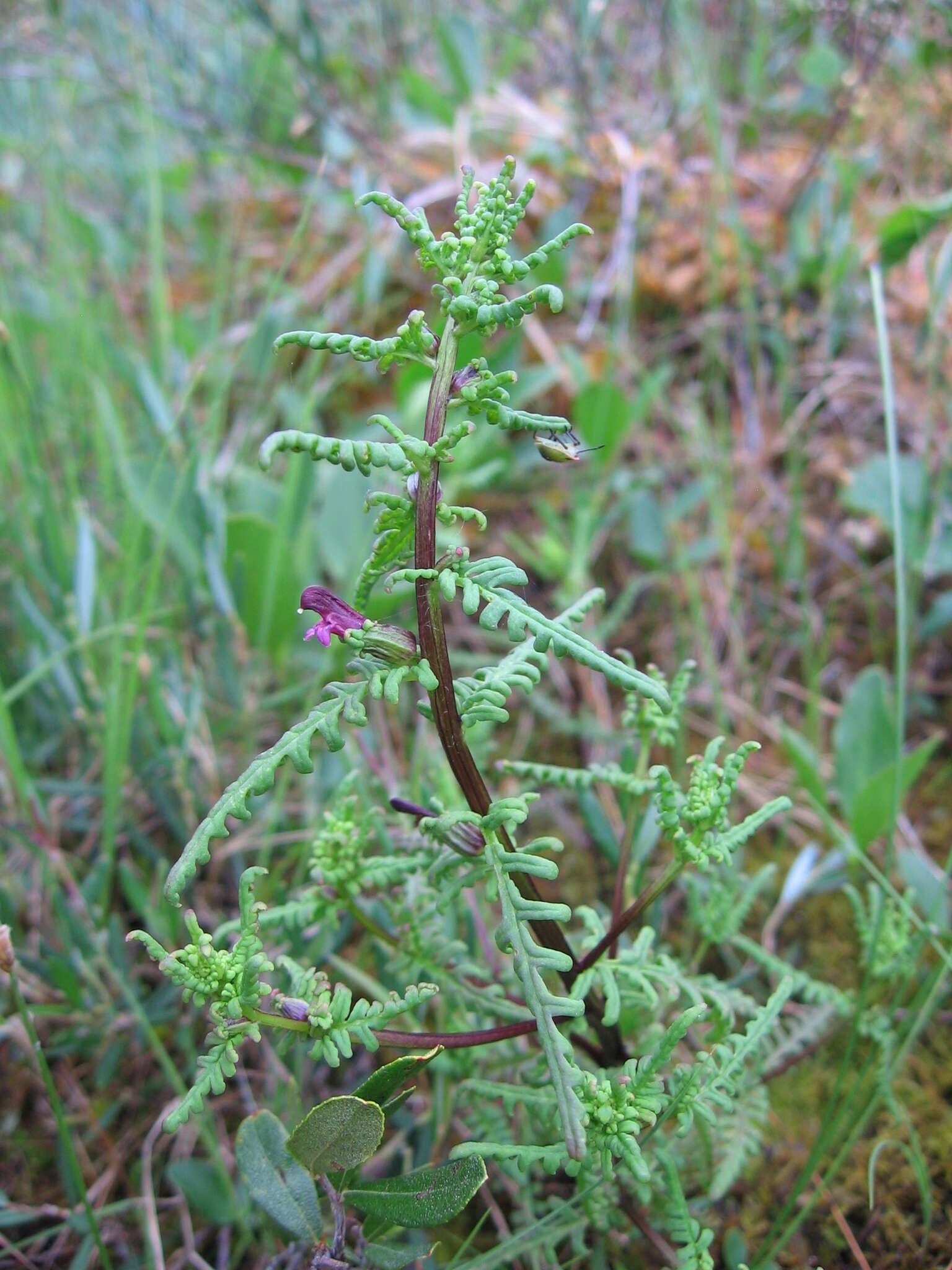 Image of Small-Flower Lousewort