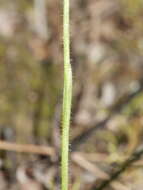 Image of Mauve Fingers