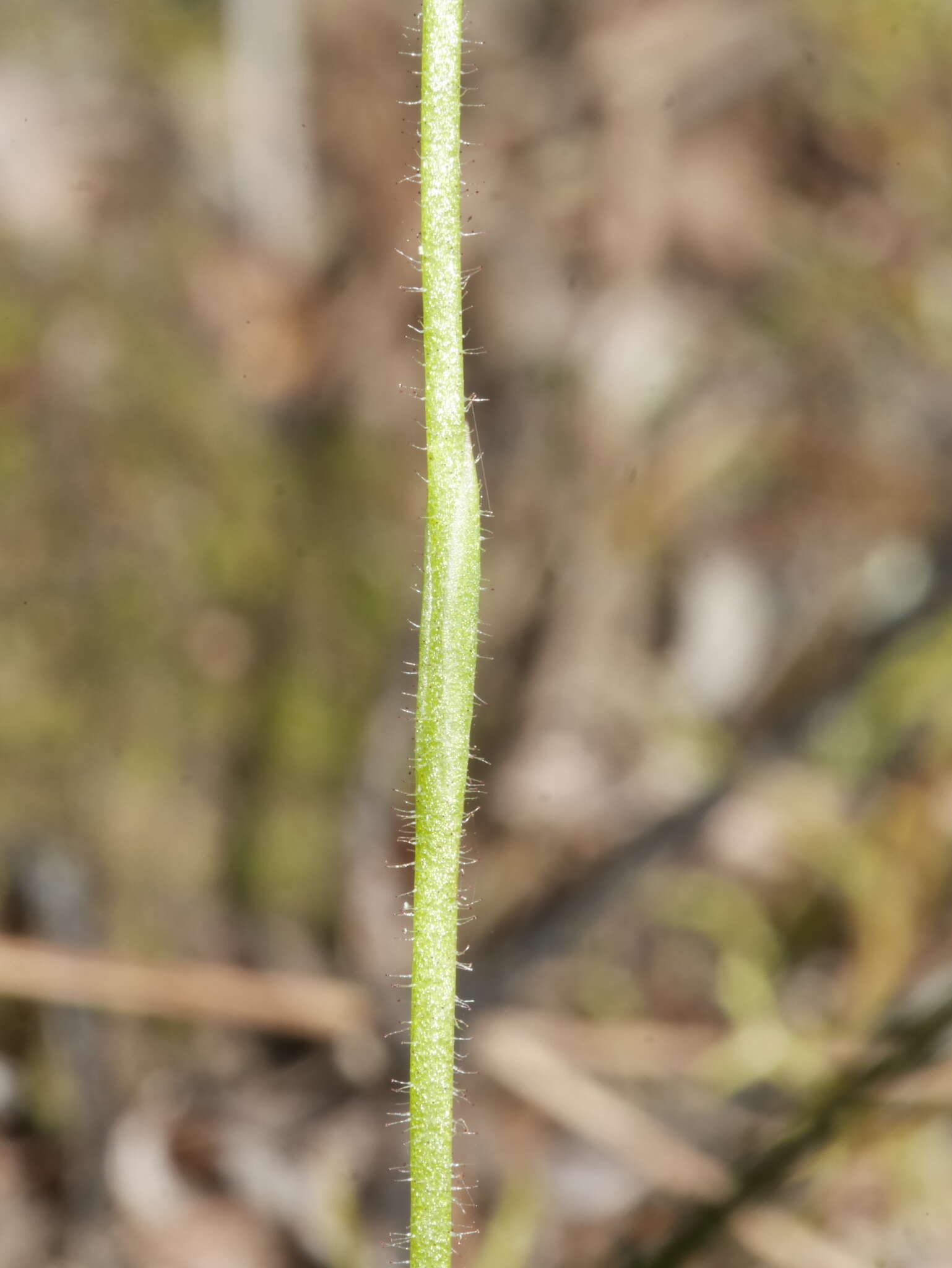 Image of Mauve Fingers