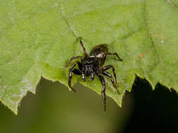 Image of Heliophanus auratus C. L. Koch 1835