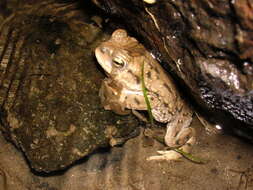 Image of Rhinella spinulosa (Wiegmann 1834)