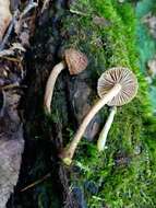 Image of Inocybe stellatospora (Peck) Massee 1904