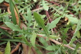 Imagem de Oenothera laciniata Hill