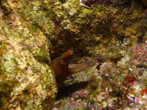 Image of Bird-eye Conger