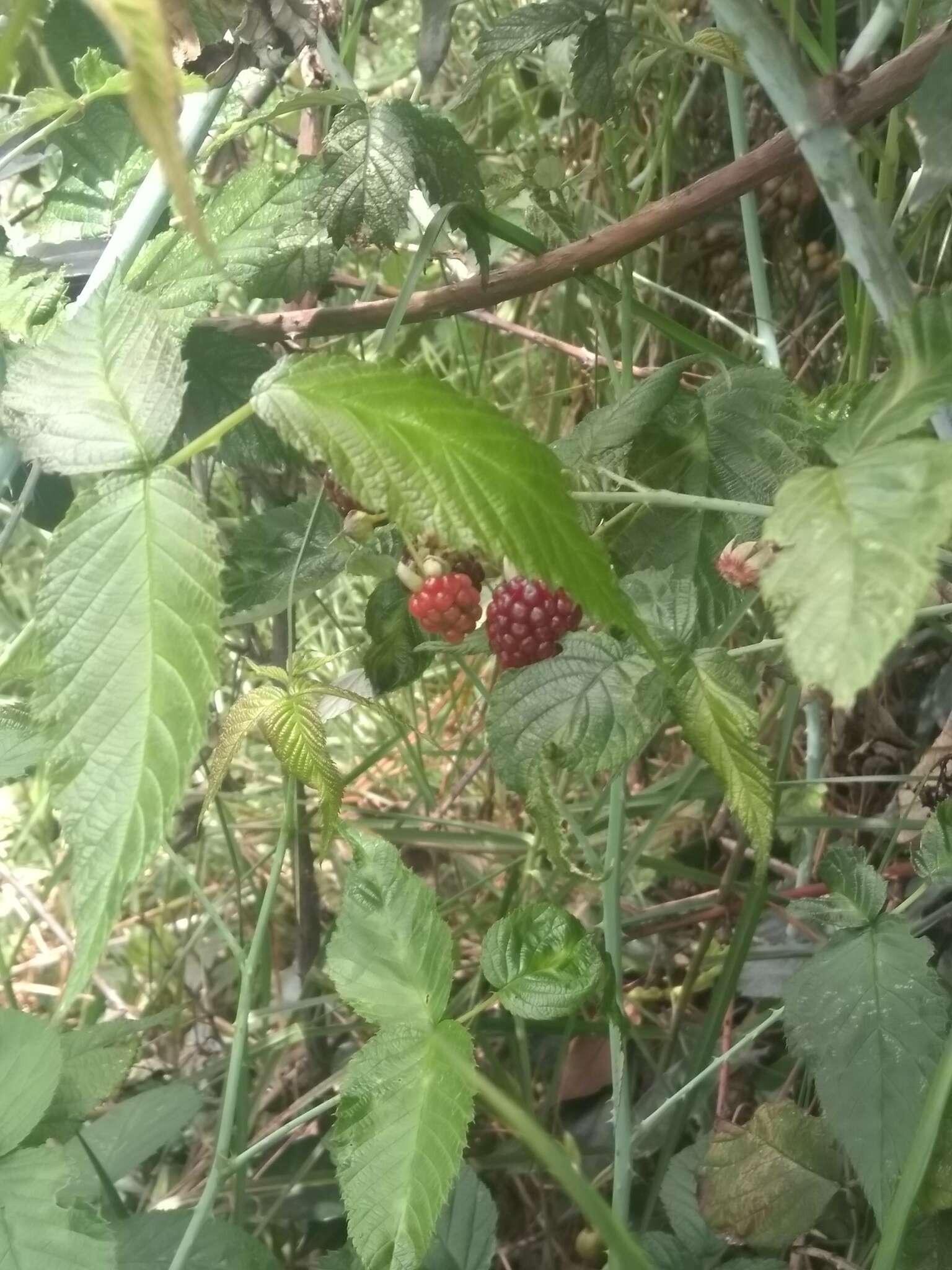 Image of Rubus adenotrichos Schltdl.