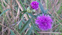 Imagem de Lessingianthus grandiflorus (Less.) H. Rob.