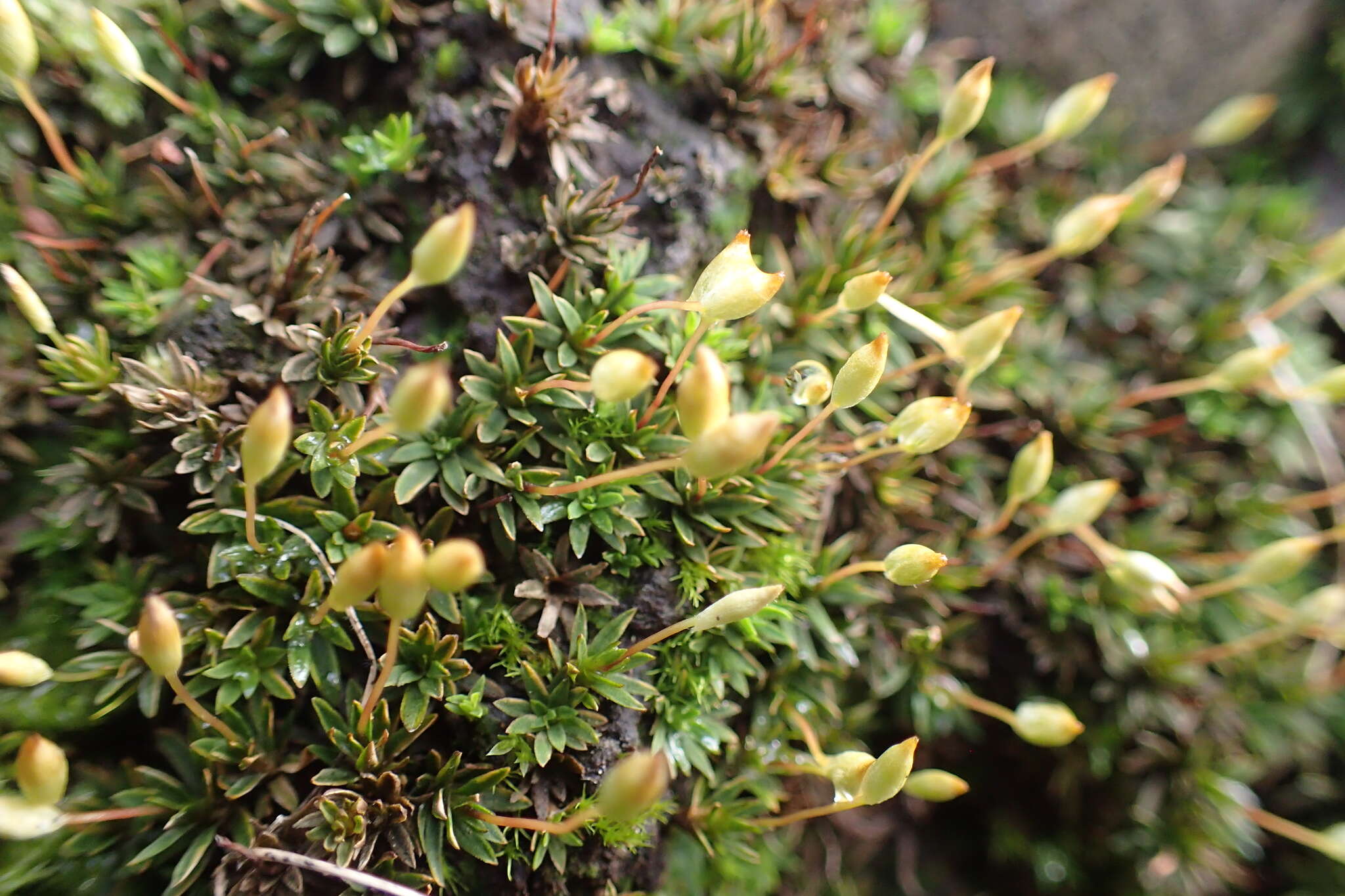 Image of aloe haircap