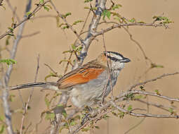 Image of Black-crowned Tchagra