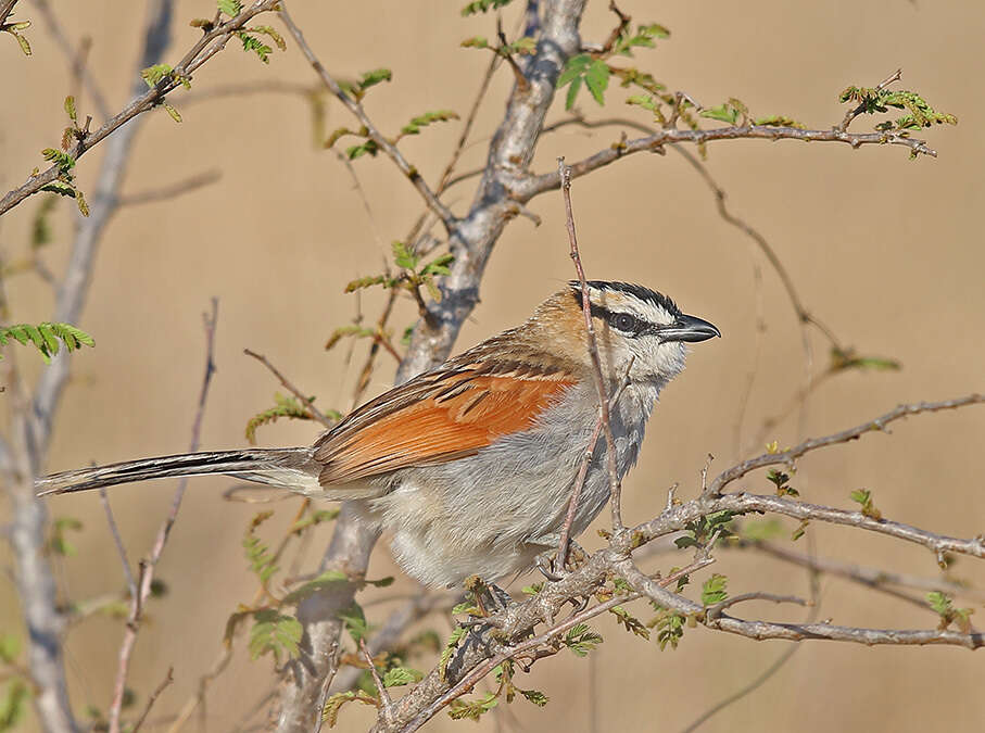 Image of Black-crowned Tchagra