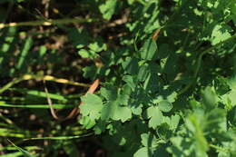 Image of lesser meadow-rue