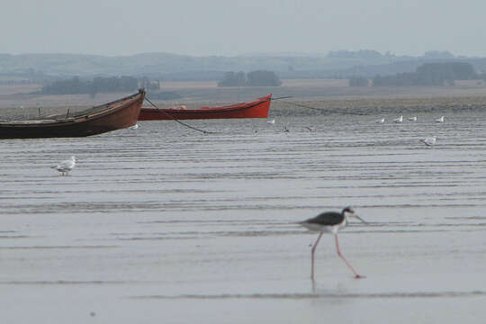 Image of White-backed Stilt