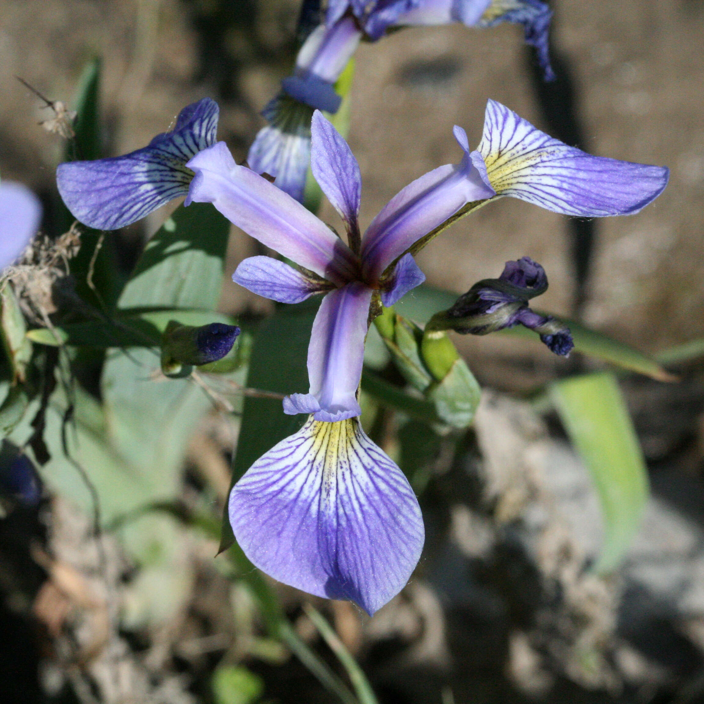 Image de blue flag iris versicolore