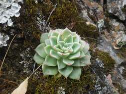 Sivun Echeveria chihuahuaensis v. Poelln. kuva