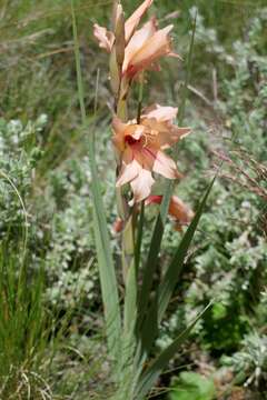 Image of Gladiolus oppositiflorus Herb.