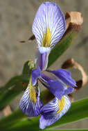 Image de blue flag iris versicolore