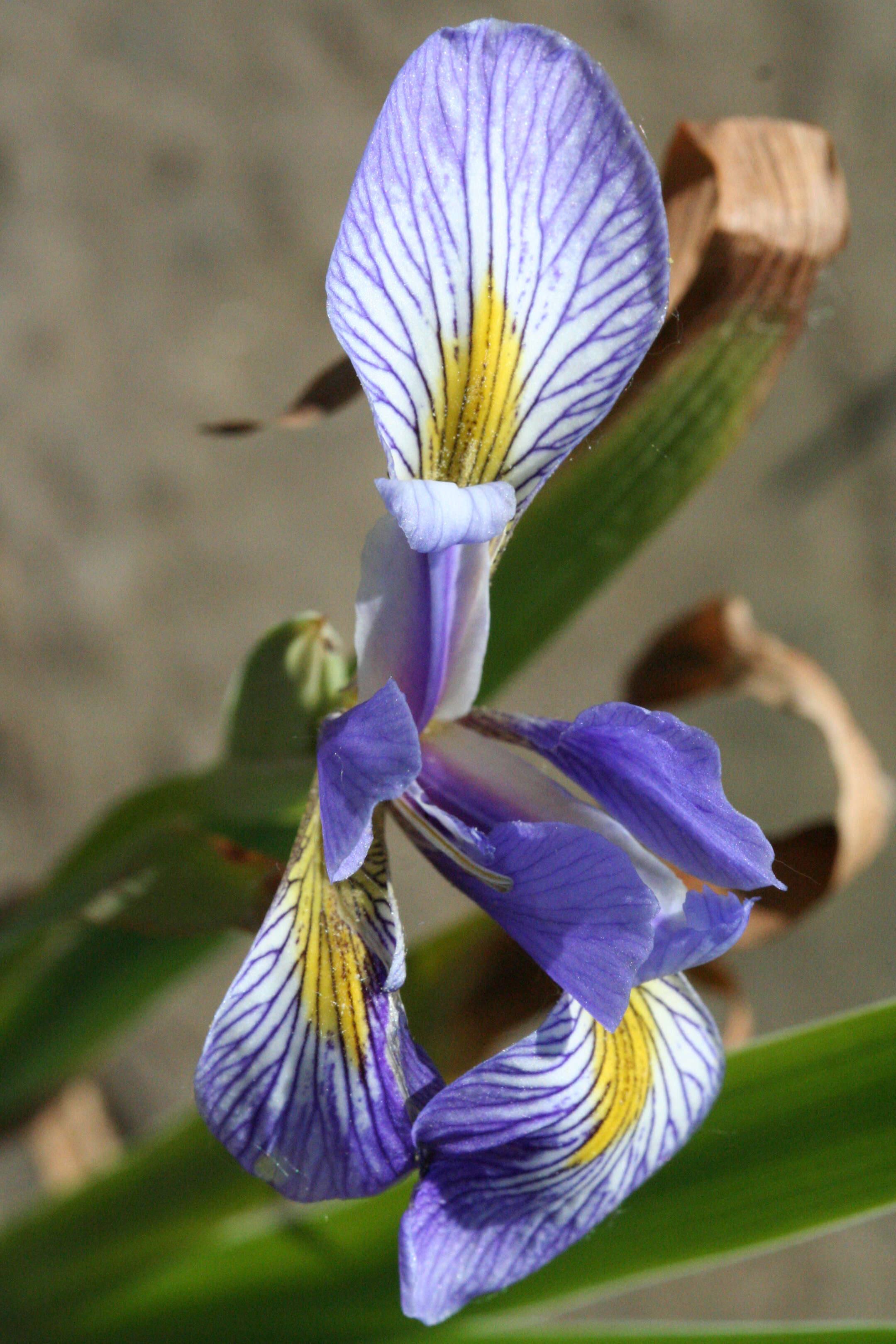 Image of blue flag