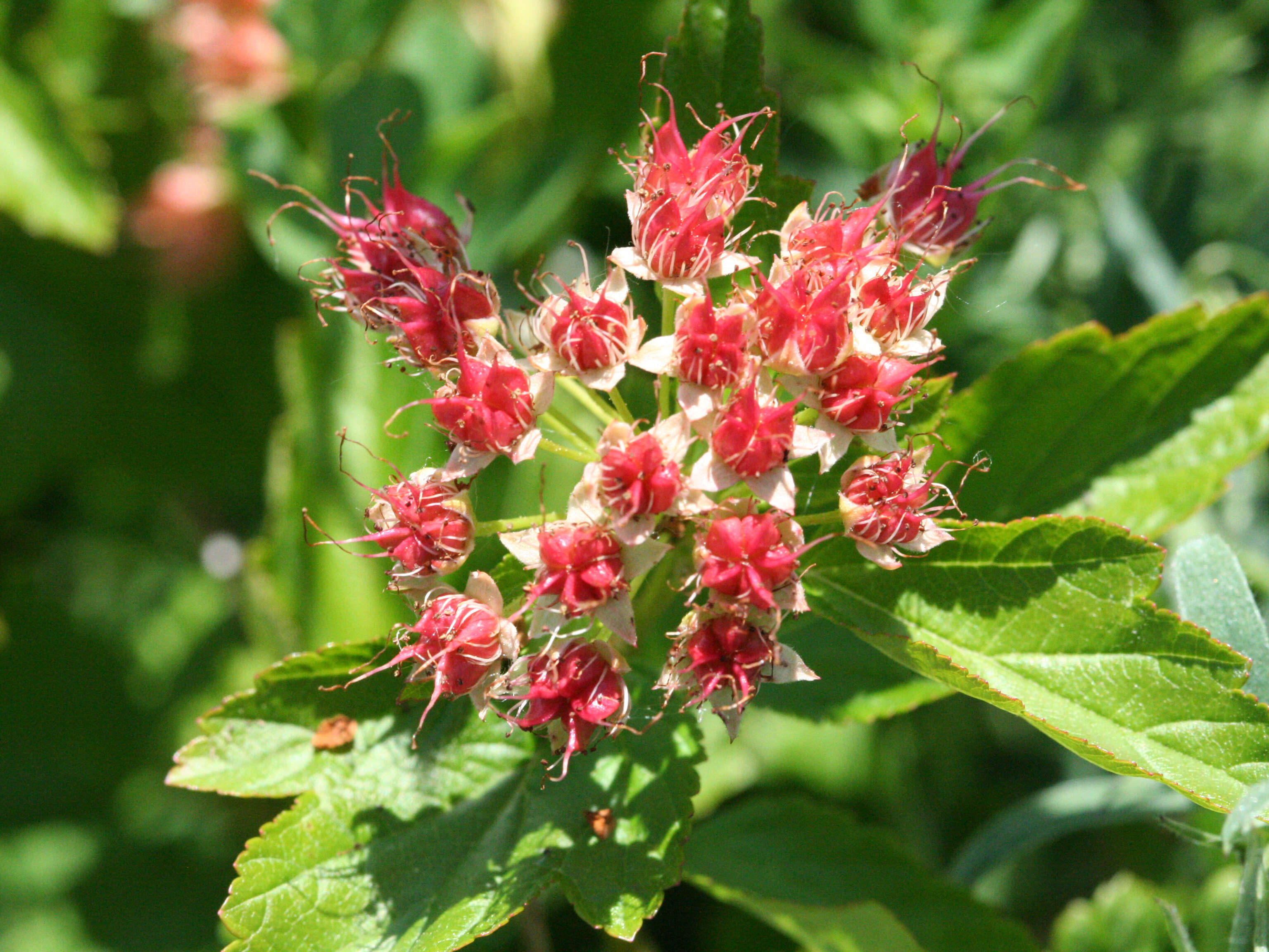 Physocarpus opulifolius (L.) Maxim. resmi