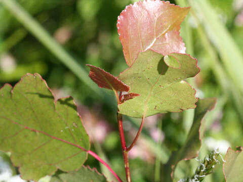 Image of eastern cottonwood