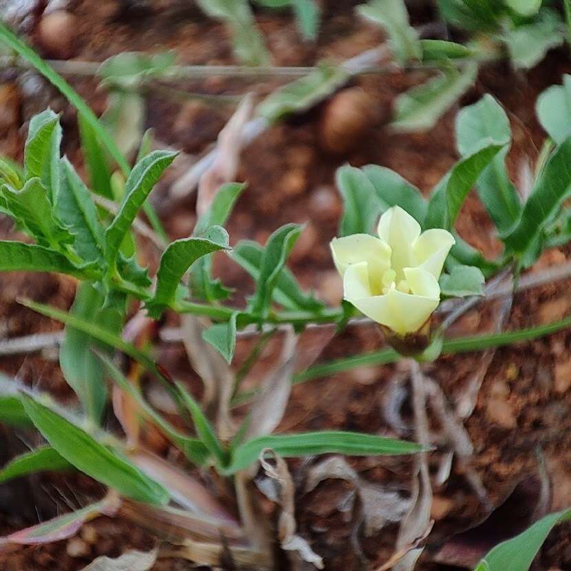 Image of African morningvine