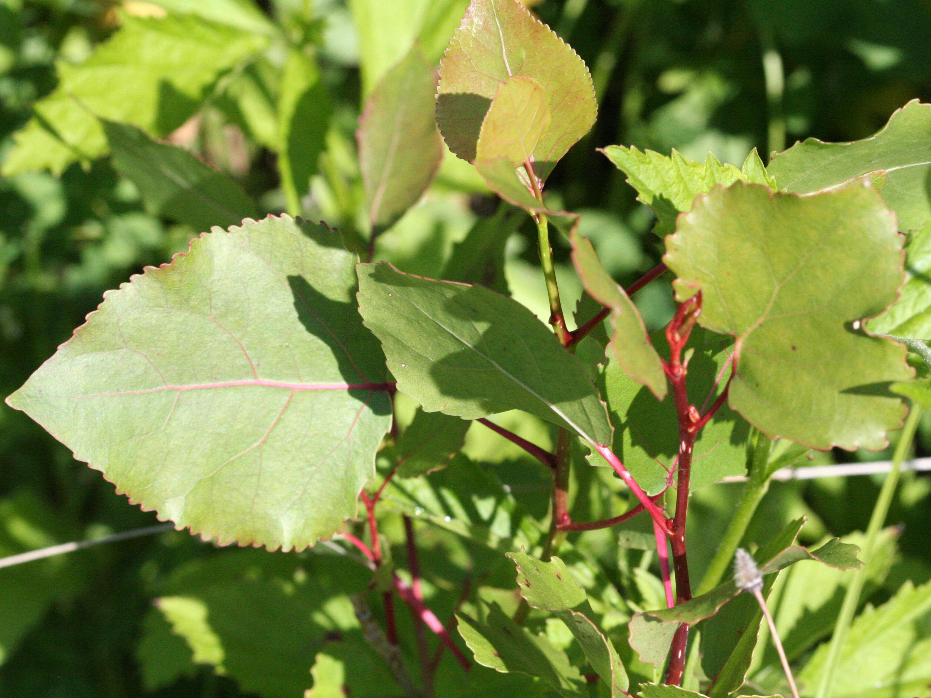 Image of eastern cottonwood