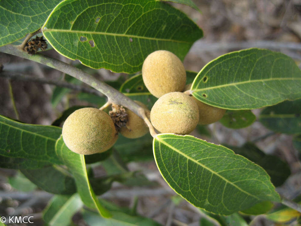 Image of Anisocycla grandidieri Baill.