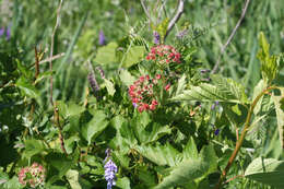 Physocarpus opulifolius (L.) Maxim. resmi