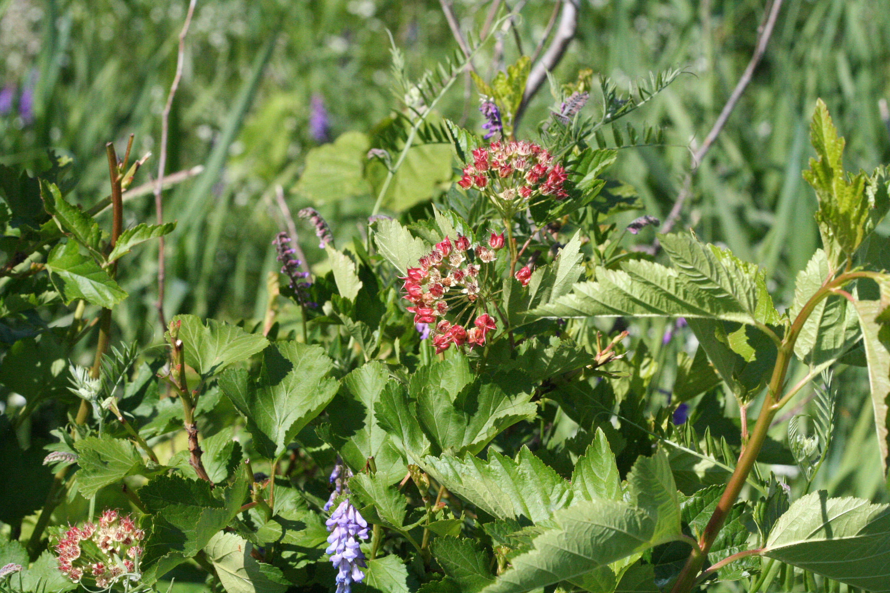 Physocarpus opulifolius (L.) Maxim. resmi